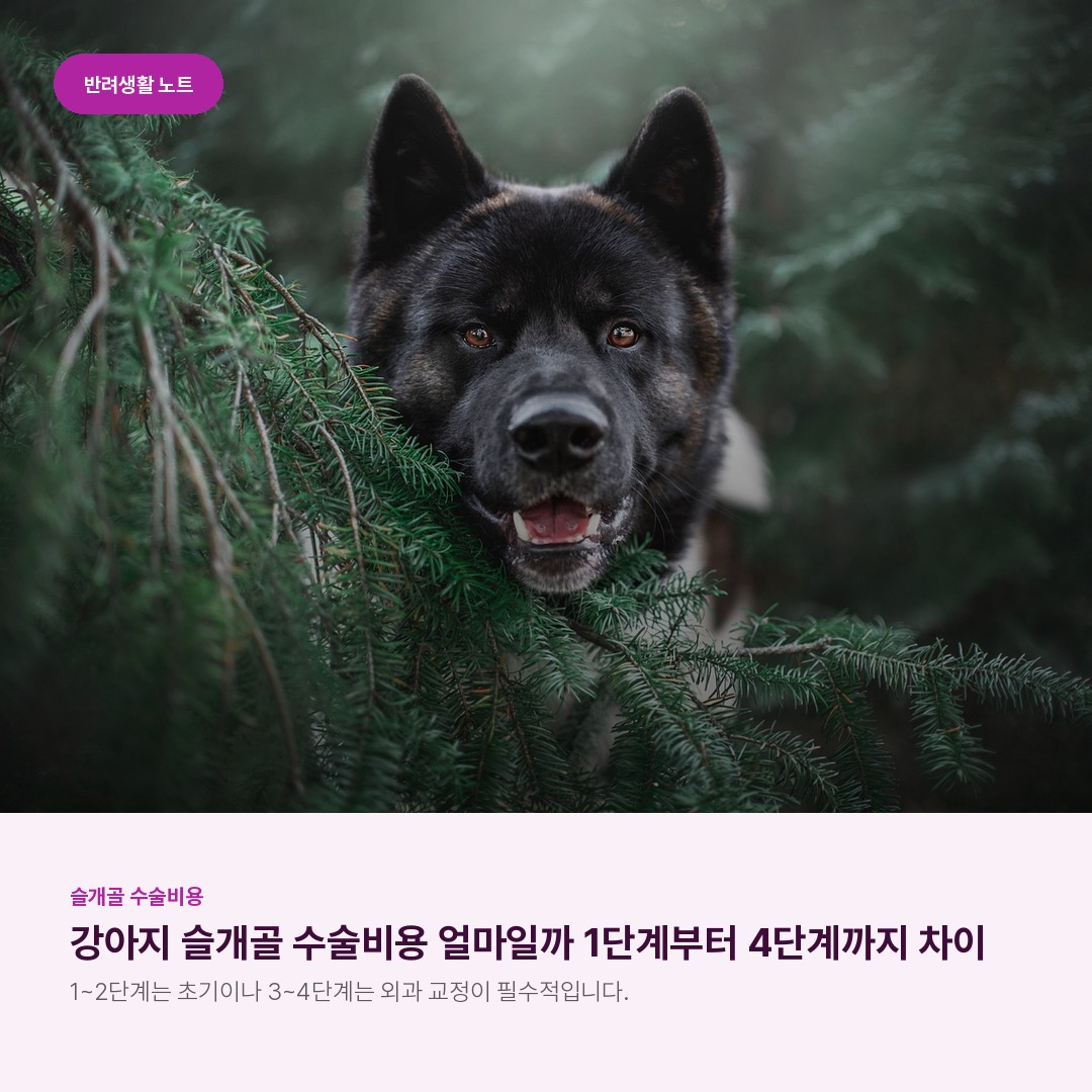강아지 슬개골 수술비용 얼마일까 1단계부터 4단계까지 차이