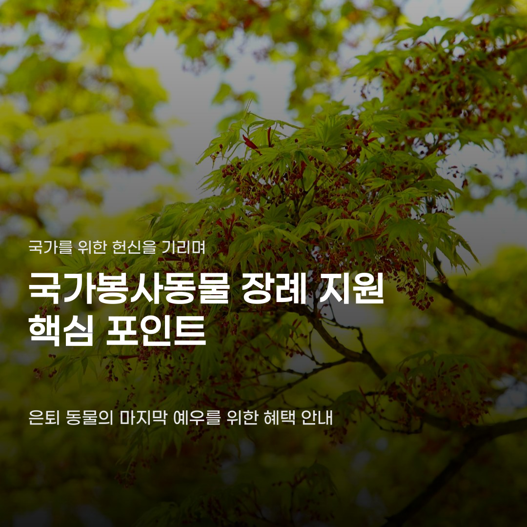 국가봉사동물 장례 지원 혜택을 놓치지 않으려면