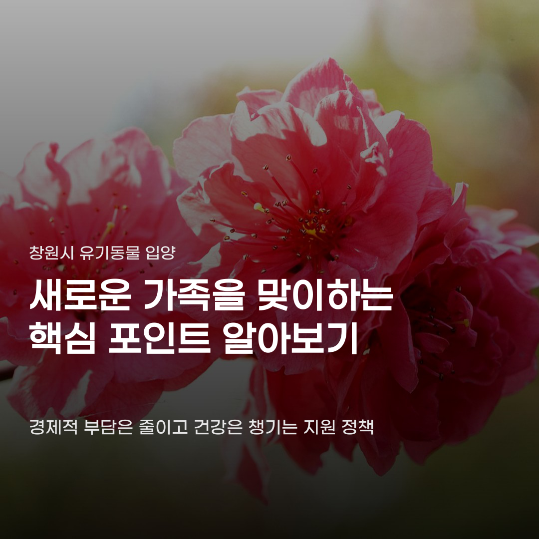 창원시 유기동물 입양 지원 혜택을 놓친다면