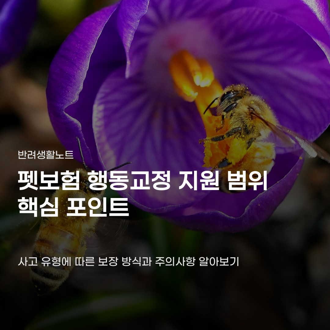펫보험 행동교정 지원 범위 사고 유형에 따라 달라질까